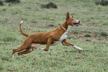 podenco andaluz macho corriendo, jugando y posando en un parque