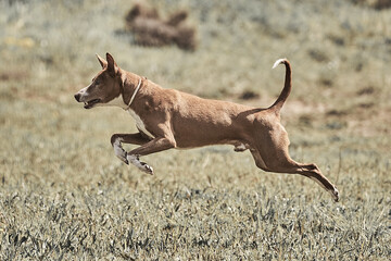 podenco andaluz macho corriendo, jugando y posando en un parque