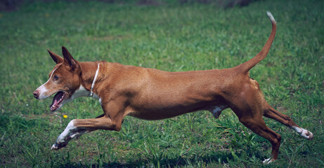 podenco andaluz macho corriendo, jugando y posando en un parque