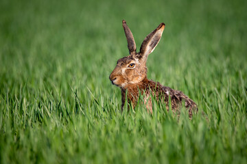 Common hare