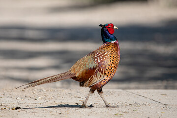 Wonderful portrait of a male pheasant bird