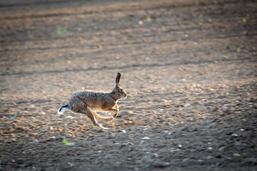 Common hare