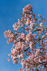 Magnolia trees bloom in the spring