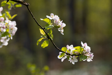 isolated bright white blossom of an apple tree  - backlight