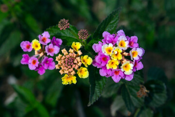 Fototapeta premium purple and yellow flowers