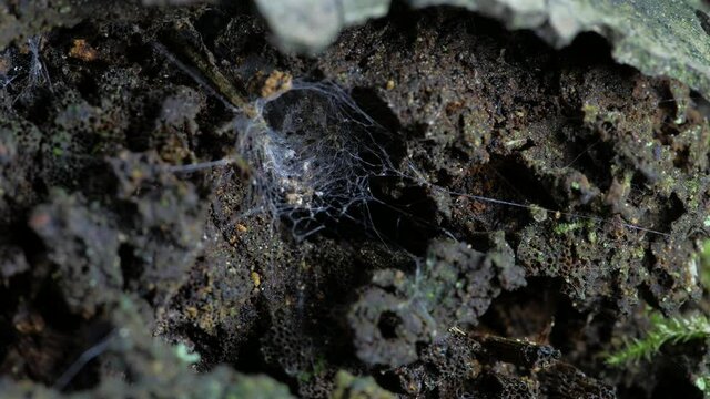 The spider's mink is webbed. The spider lurked in a hole.