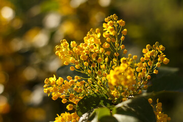 Obraz premium Mahonia repens yellow beautiful honey tree blooms in the garden