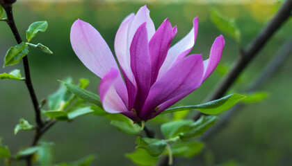 Gentle flowering magnolia purple color in spring garden