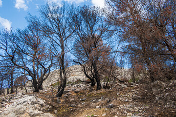 Burned forest in Alicante mountains, Spain.