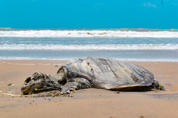 TORTOISE died in INDIAN OCEAN. Sad to share, in the Indian Ocean Tortoise (turtle), swam to shore and died on the shore.