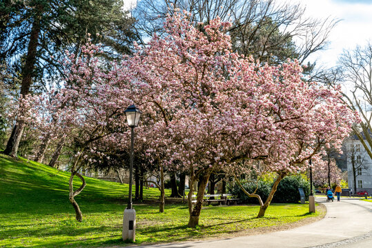 Magnolia trees bloom in the spring