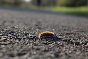 Raupe auf Strasse