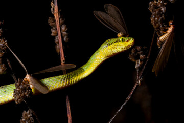 snake in the tree and his heed A worm is a small dragonfly