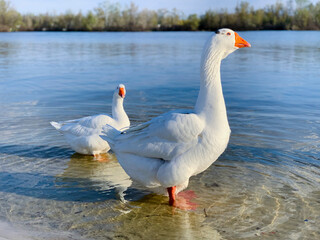 Obraz premium Two white geese in the river