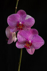 Fototapeta na wymiar Phalaenopsis (Orchidadeae)