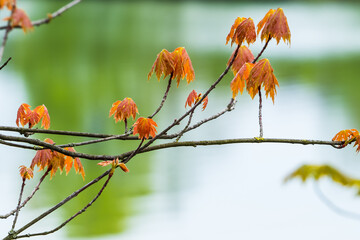 Spring sketch at lake, colored tree leaves on green blurred water surface background
