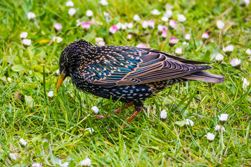 Spring sketch in the meadow, starling in in green grass among daisies