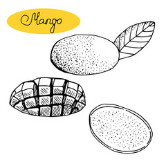Mango set, vector illustration, hand drawn sketch