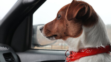 dog in car © jarizPJ