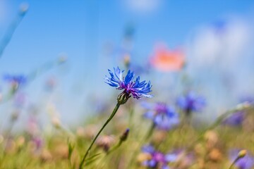 fresh blue flower of cornflower enjoy bright and warm direct sunlight, blurred deep summer sky, tender inflorescence on long stem, medicinal herb background concept