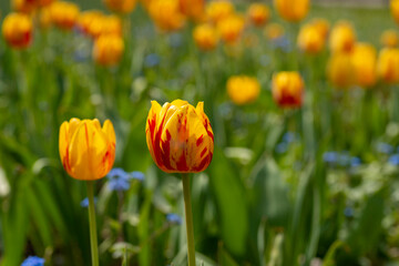 Bright yellow Tulips with red stripes with bokeh background
