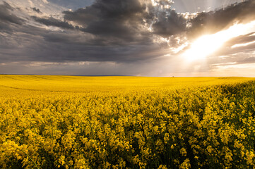Fototapeta premium Yellow rapeseed field against the sky with clouds.