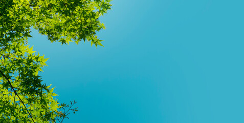 Summer and spring background. Green leaves of a tree against the background of the sun and blue sky. Relax, ecology, rest and nature concept