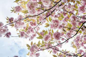 Colorful pink blossoming sakura branches against sky. Camera rotaion 360 degree. Beauty of spring nature