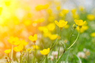 Obraz premium Spring background. Sunny meadow blurred background with wildflowers, grasses and green fresh grass. Spring, nature, summer and sun concept