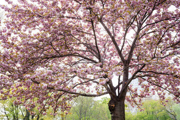 Big sakura tree in blossom with colorful pink flowers. Cherry spring blossom. Beauty of spring nature