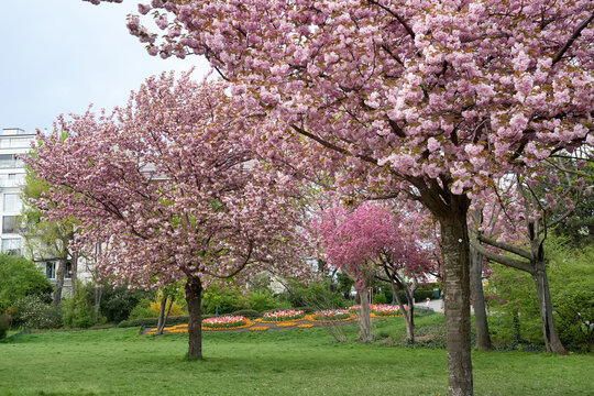 Colorful pink cherry trees in blossom, Beauty of spring nature in a park