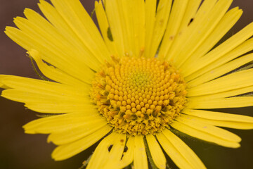 Doronicum plantagineum plantain false leopardbane Compositae with large calyx yellow daisy-like flowers with thin green leaves on defocused reddish soil background