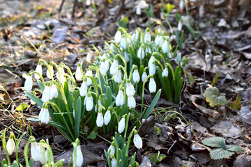 white snowdrops bloom in the forest, close-up