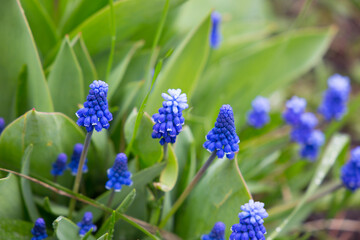 Blue Muscari flowers close up. A group of Grape hyacinth Muscari armeniacum