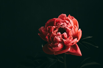 Pink peony over dark background. Moody floral baroque style image - obrazy, fototapety, plakaty