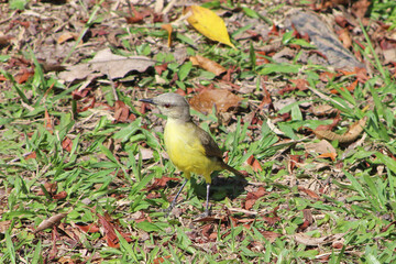 Cattle tyrant (Machetornis rixosa) Bird from the tropical Brazilian fauna.