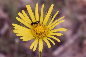 Doronicum plantagineum plantain false leopardbane Compositae with large calyx yellow daisy-like flowers with thin green leaves on defocused reddish soil background