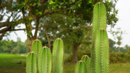 Throny Cactus plant in group