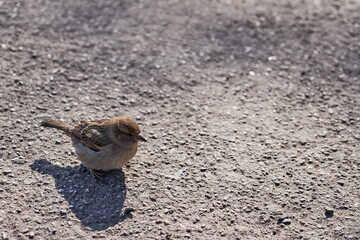 An urban sparrow on the ground in the sun.