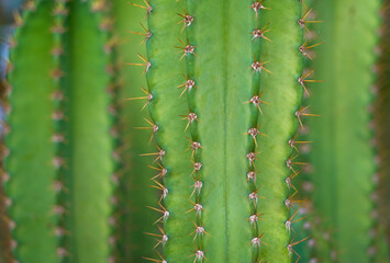 Closeup of Throny Cactus plant