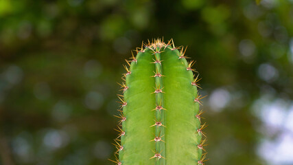Single throny Cactus plant in nature background