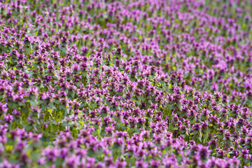 Fototapeta premium Lamium purpureum, known as red dead-nettle, purple dead-nettle, or purple archangel. A flowering plant as a background. Place for text.