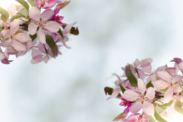 Obraz premium Selective focused macro photo of pink apple tree blossom against blurred background. Spring seasonal c background