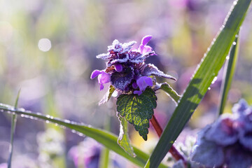 Lamium purpureum, known as red dead-nettle, purple dead-nettle, or purple archangel. A flowering plant covered with frost on a spring morning. Place for text.