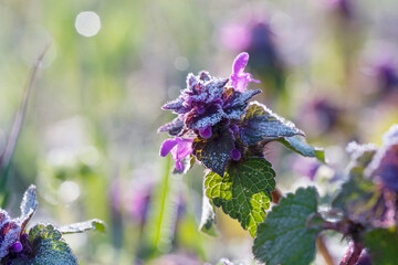 Lamium purpureum, known as red dead-nettle, purple dead-nettle, or purple archangel. A flowering...