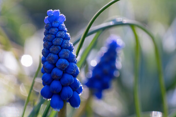 Spring flowers muscari (grape hyacinth)  covered with morning dew.Space for text