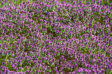 Obraz premium Lamium purpureum, known as red dead-nettle, purple dead-nettle, or purple archangel. A flowering plant as a background. Place for text.