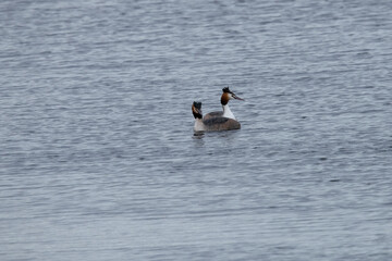 Great crested Grebe in the Weerribben the Netherlands.