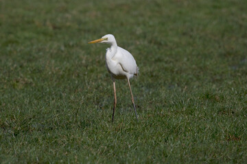 Great white Egrett in meadow searching for mouse.