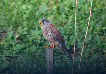 Common Kestrel  on his post in the Netherlands.